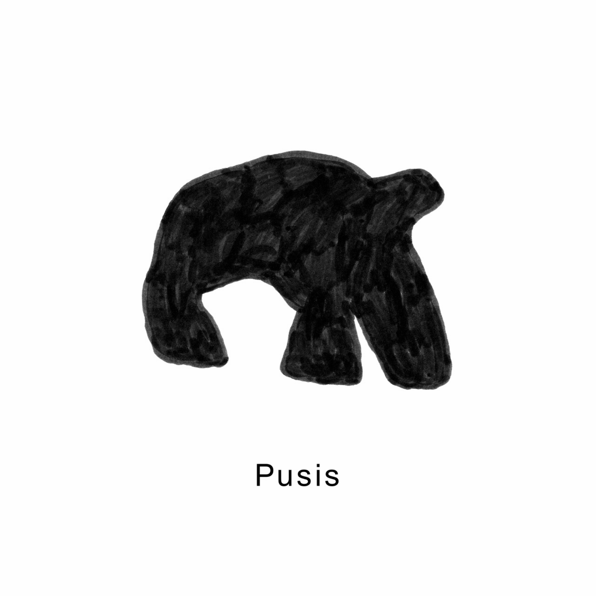 Pusis
